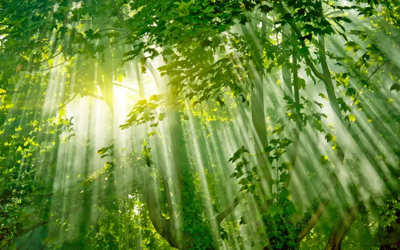 Quiet forrest for silent walking and mental clarity
